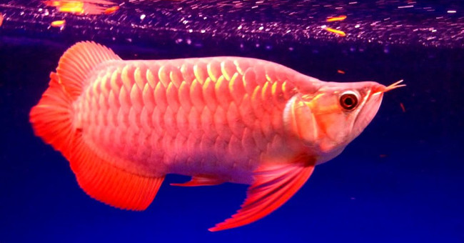 Things you don't know about arowana