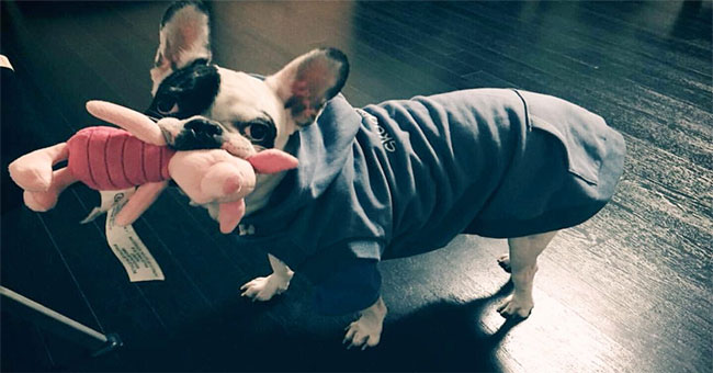 Things you don't know about French Bull breeds