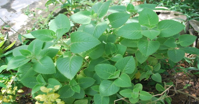 Things you don't know about lemon basil