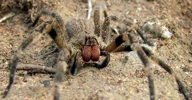 Things you may not know about the world's most exclusive spider