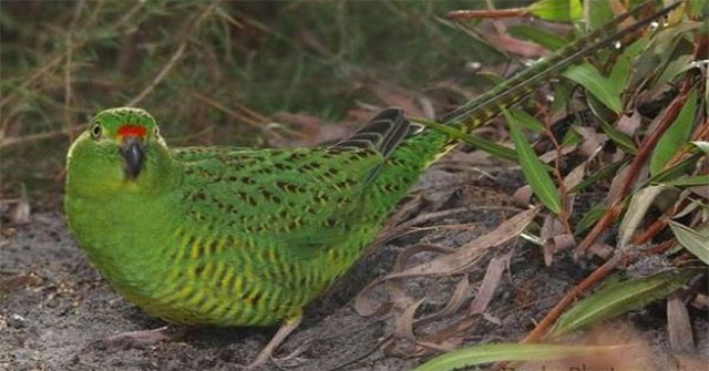 Thirteen species could be extinct from the Australian bushfire disaster