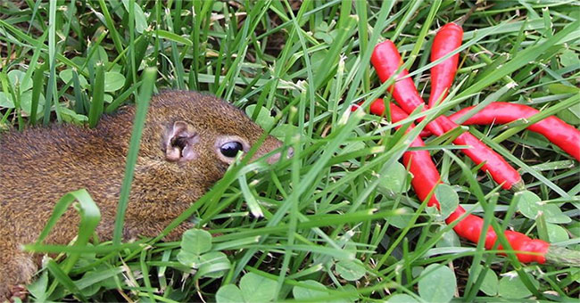 This animal is ten thousand times more spicy than humans, but its secret is ... unfair!
