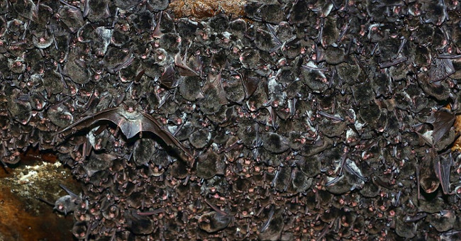 This bat always disappears every winter and this is the cause