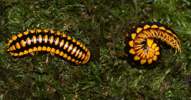 This beautiful and tiny creature can take down 18 adult birds in a flash