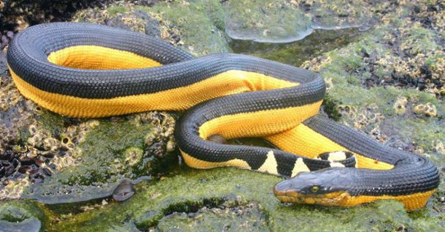 This bizarre thing has helped sea snakes not drink water for 6 - 7 months.