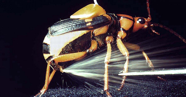 This bug is truly the true