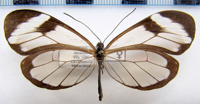 This butterfly with transparent wings will one day save our eyes