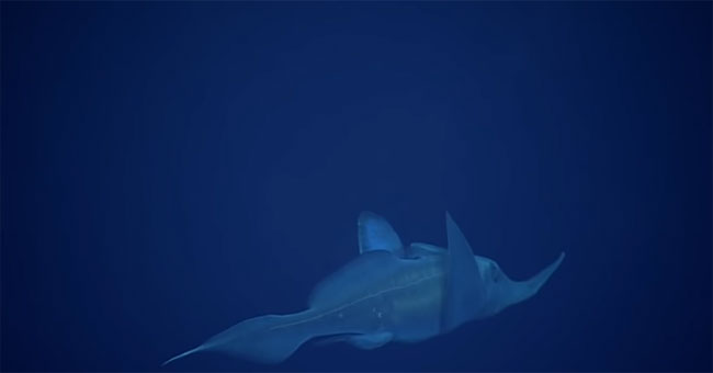 This cartoon-like fish shows how amazing nature can be