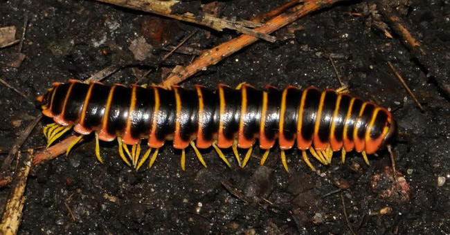 This creature looks awful but produces a sweet aroma more than candy