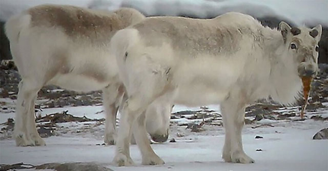 This cute reindeer seaweed reindeer is hiding a heartbreaking truth