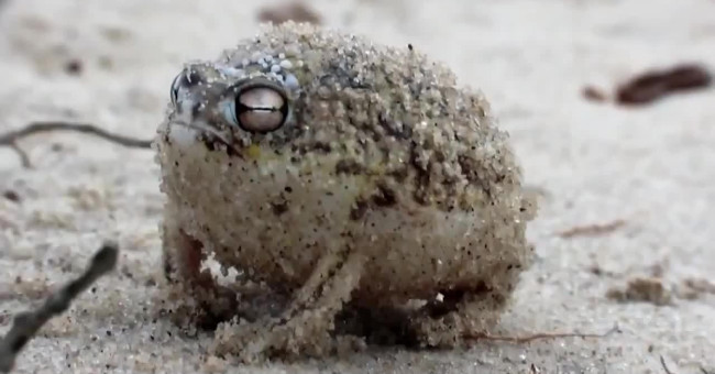 This frog's angry roar ensures that all of us will be scared.