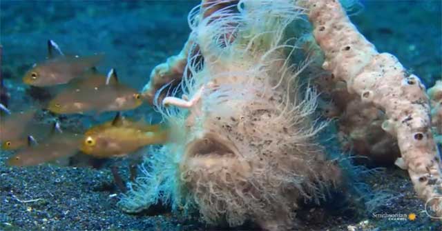 This hairy feather is actually a fish and its blow speed cannot be seen