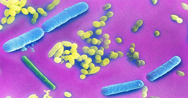 This intestinal bacteria can cause you to lose weight