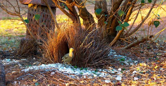 This is a bird known as the 'female canopy' of the animal world