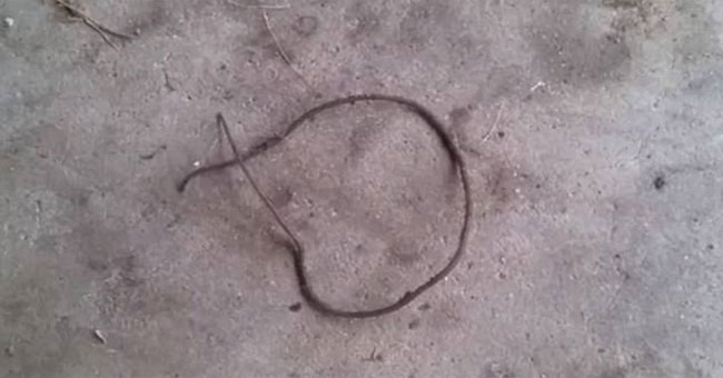 This is a giant worm, snake or eel?  Strange creatures make people crazy