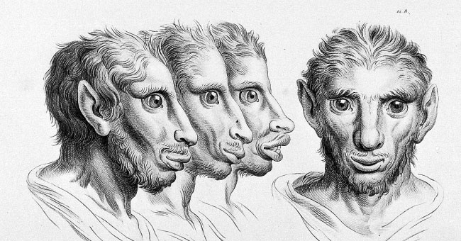 This is a human face if evolved from other animals that are not apes!