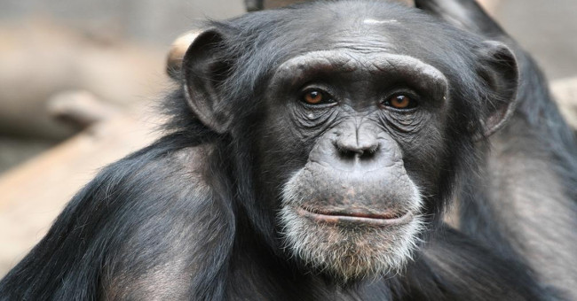 This is how NASA will use it to protect chimpanzees
