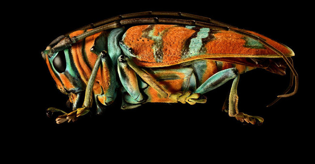 This is how photographers create an insect macro work