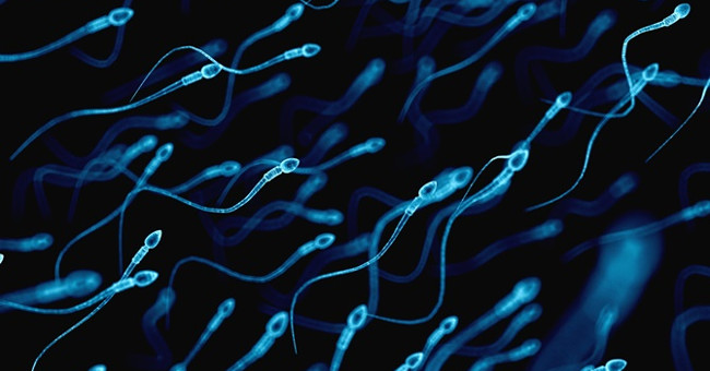 This is how science uses sperm to ... treat cancer
