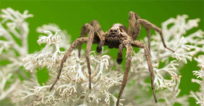 This is the color that people fear spiders should avoid wearing