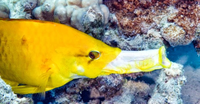 This is the fish that has the worst mouth on the earth