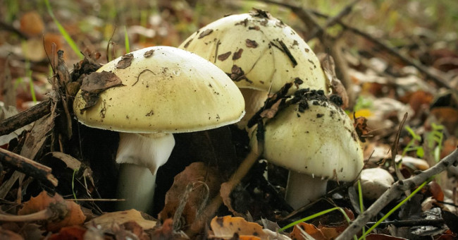 This is the most dangerous fungus in the world and the horrible consequences it has caused