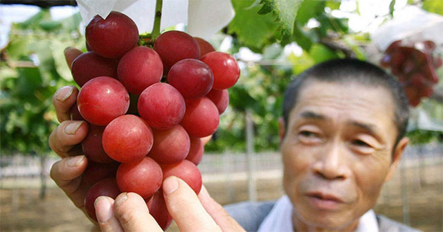 This is the most expensive grape in the world: Eating a bunch of 250 million, eating a fruit costs only 8.5 million only!