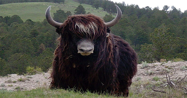 This is the most important animal for Tibetans