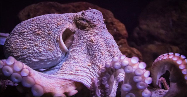 This is why octopus is recognized as the most monstrous creature on the planet