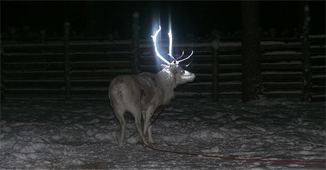 This is why reindeer in 'Santa's homeland' has glowing horns
