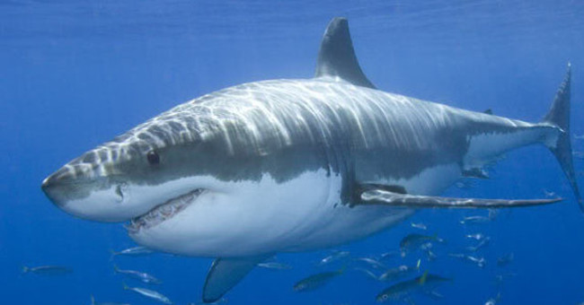 This is why you never see white sharks in the oceanographic museum