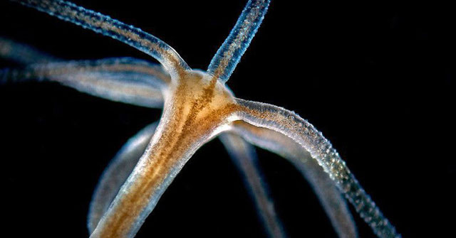 This little 'monster' is holding the secret of immortality of humanity