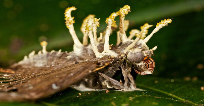 This parasitic fungus will be a new future for agriculture