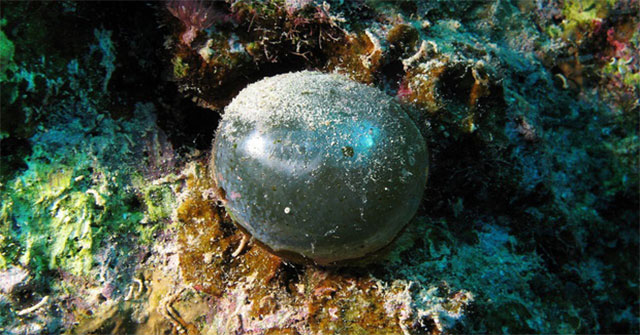 This round ball is one of the special creation that scientists have discovered