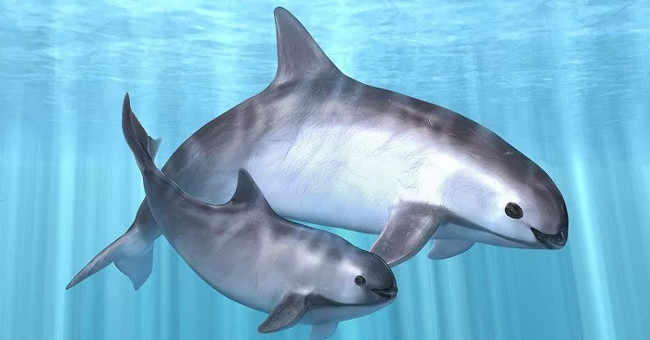 This strange creature 'who may not have heard of this name' will become extinct in 2018