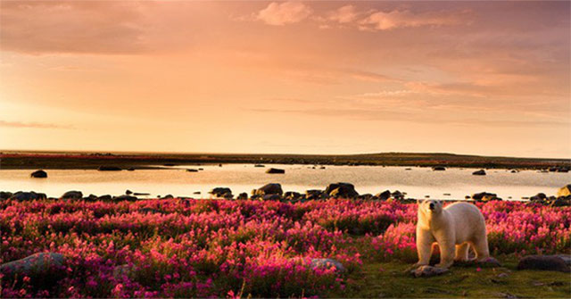This summer in the North Pole is no different from Saigon, the highest temperature up to 34.8 degrees Celsius