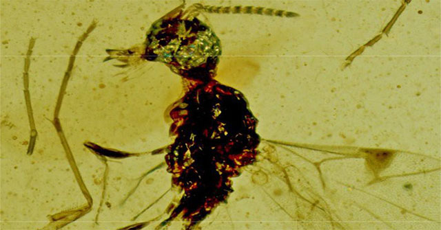 This wasp was named after Dracula for an unexpected reason
