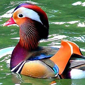 Those who have lost their species in nature