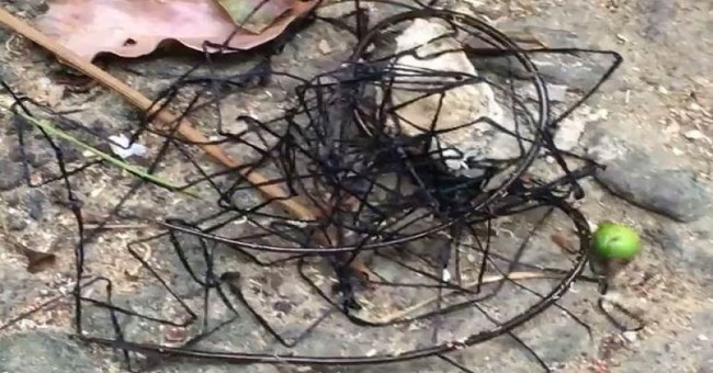 Thought barbed wire, turned out to be a creepy creature that many people put on their hair