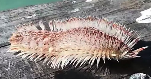 Thought seaweed hooked, turned out to be strange marine creatures with extremely venom