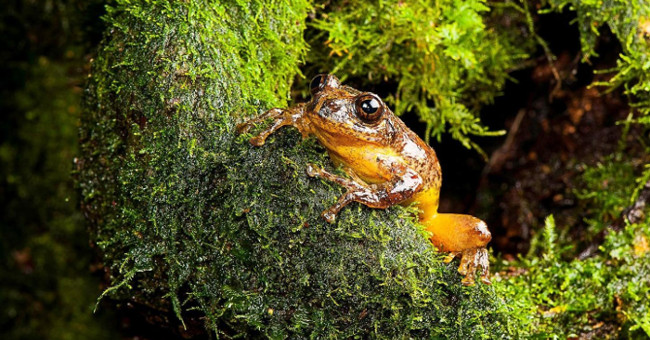 Thoughtful frogs have become extinct for over 100 years