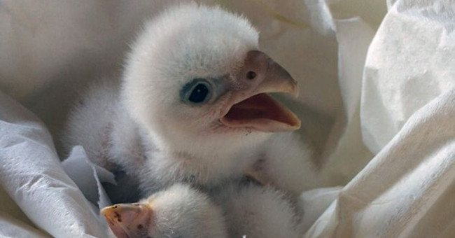 Thousands of albino birds cut together with their mother