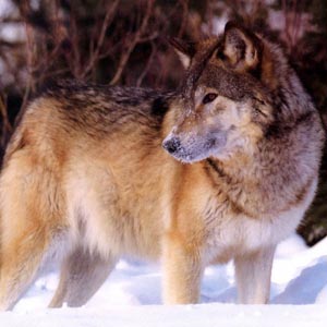 Thousands of animal and plant species are threatened in Mexico