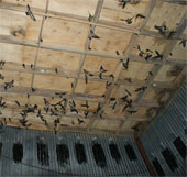 Thousands of bird nest died positively to H5N1
