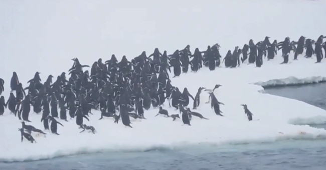 Thousands of bodily penguins land on the ice in Antarctica
