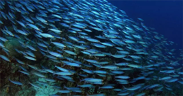 Thousands of children swim close to each other but without collisions, what is the secret of fish?