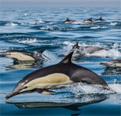 Thousands of dolphins appear along the coast of South Africa