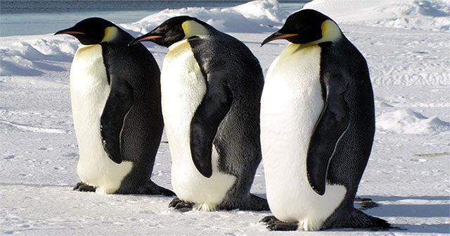 Thousands of emperor penguins in Antarctica disappeared after a night