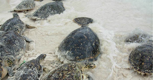 Thousands of extinct turtles to Nicaragua's coast lay eggs