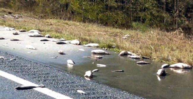 Thousands of fish covered the American highway after Typhoon Florence